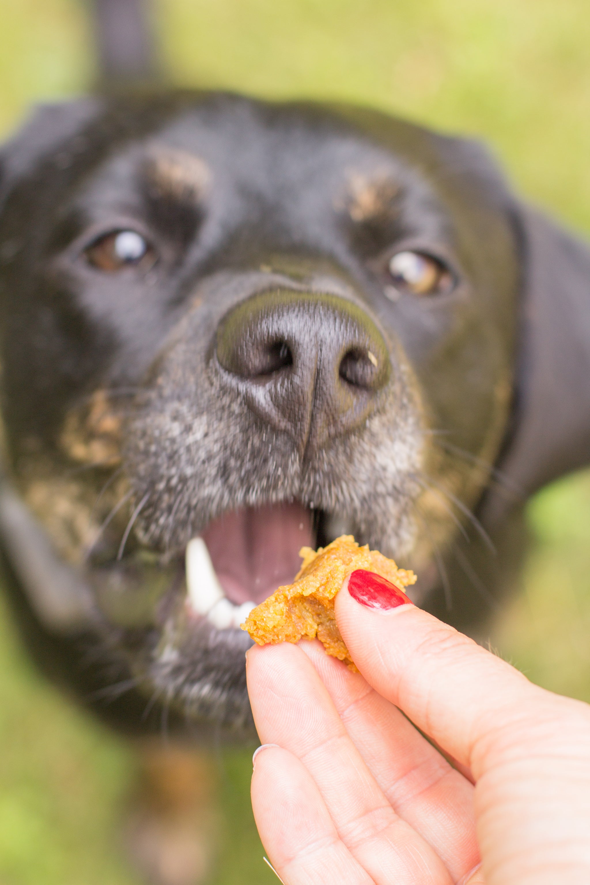 DOGGONE IT TREATS FOR YOU AND YOUR BFF!